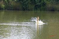 Cjp_2008_07_17_105111 (1).jpg